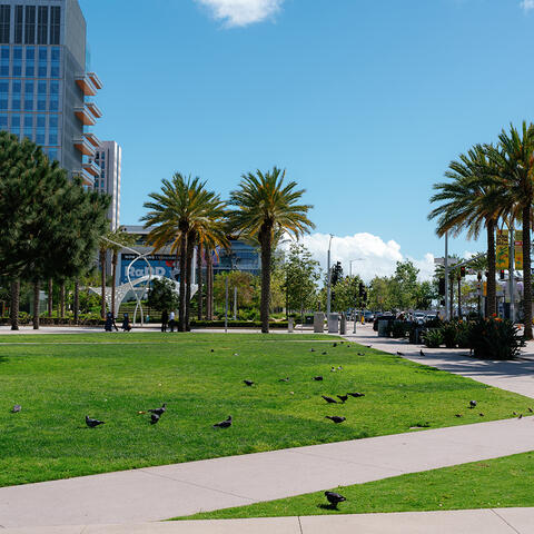 Lane Field Park